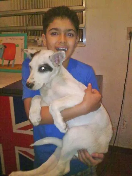 Cachorro ra a Pit-Bull idade 2 a 6 meses nome AKASHA