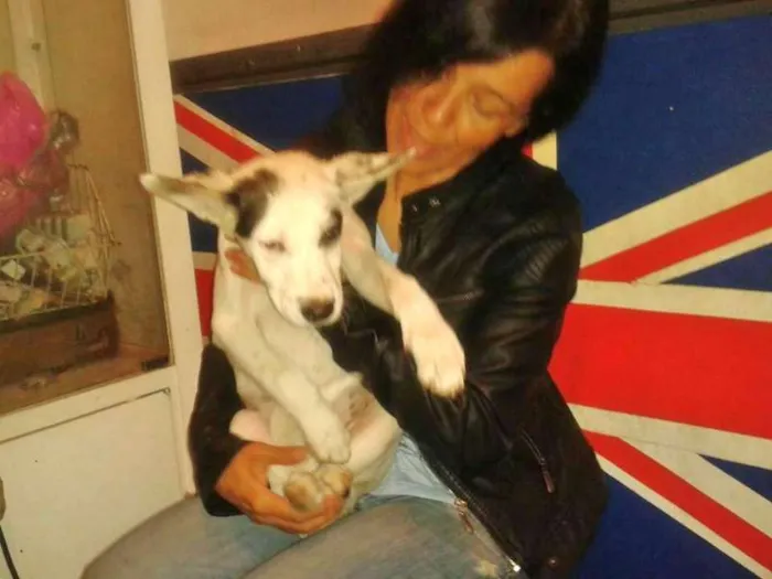 Cachorro ra a Pit-Bull idade 2 a 6 meses nome AKASHA