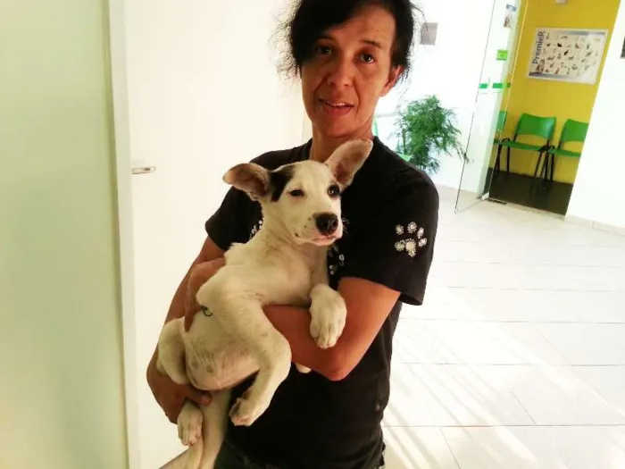 Cachorro ra a Pit-Bull idade 2 a 6 meses nome AKASHA