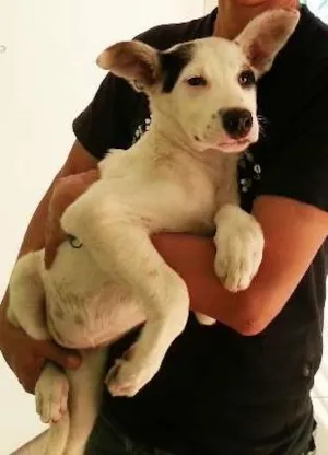 Cachorro raça Pit-Bull idade 2 a 6 meses nome AKASHA