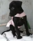 shofia de Deus