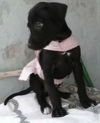Cachorro ra a inde idade 2 a 6 meses nome shofia de Deus