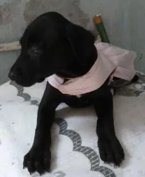Cachorro raça inde idade 2 a 6 meses nome shofia de Deus