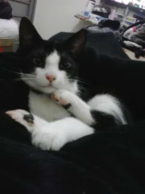 Gato raça SRD idade 2 a 6 meses nome Yoru