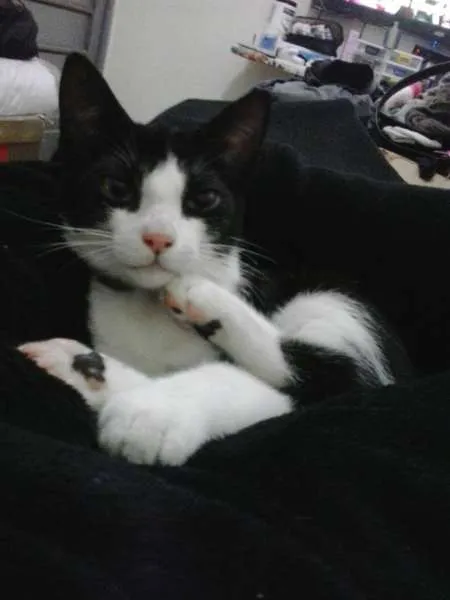 Gato ra a SRD idade 2 a 6 meses nome Yoru