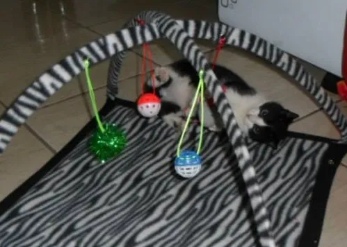 Gato ra a SRD idade 2 a 6 meses nome Yoru