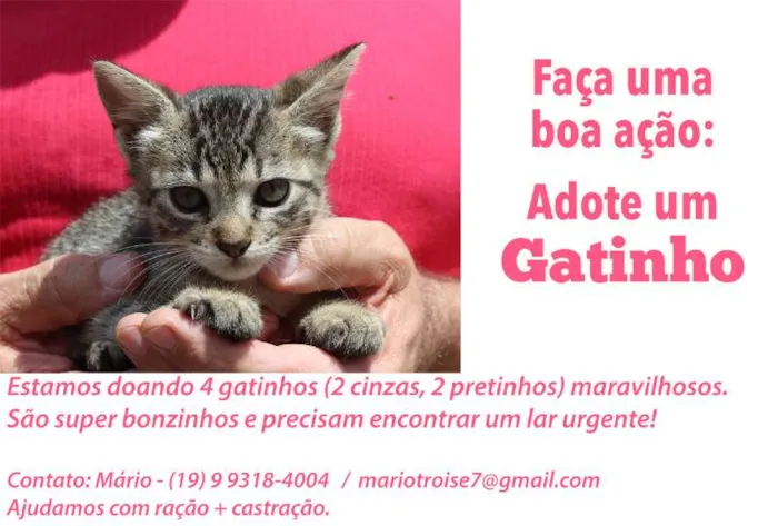 Gato raça Gatinho idade 2 a 6 meses nome Filhotes de Penelope