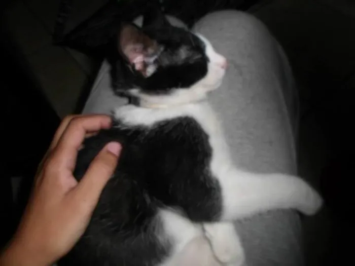 Gato ra a SRD idade 2 a 6 meses nome Yoru