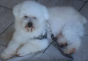 Cachorro raça Poodle idade 6 ou mais anos nome Snopy
