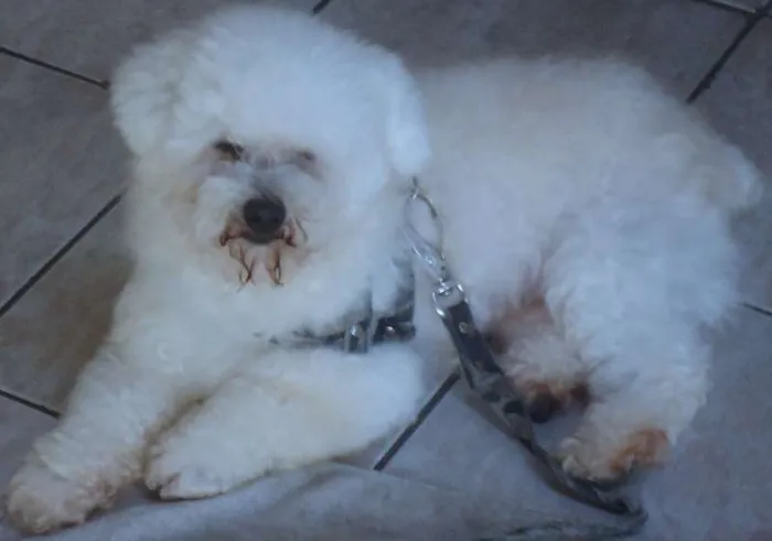 Cachorro ra a Poodle idade 6 ou mais anos nome Snopy