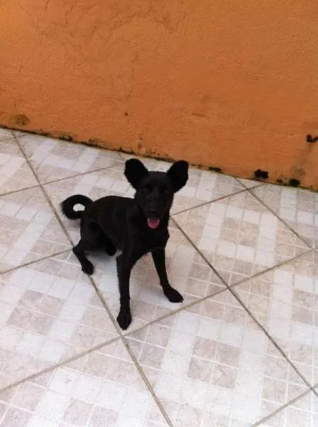 Cachorro raça Vira-lata idade 3 anos nome Lola