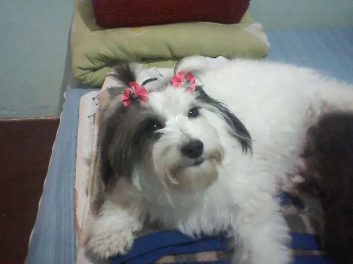 Cachorro ra a mestiça poodle com lhasa idade 6 ou mais anos nome meg e nani