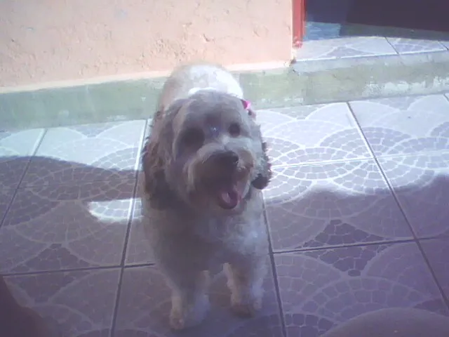 Cachorro ra a mestiça poodle com lhasa idade 6 ou mais anos nome meg e nani