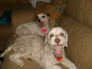 Cachorro raça mestiça poodle com lhasa idade 6 ou mais anos nome meg e nani
