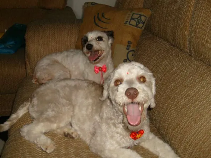Cachorro ra a mestiça poodle com lhasa idade 6 ou mais anos nome meg e nani