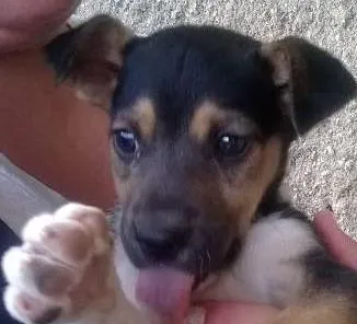 Cachorro ra a viralata idade 2 a 6 meses nome Bob