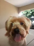 Lex