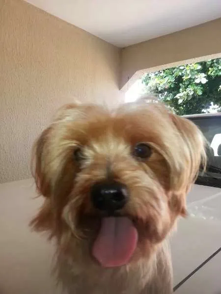 Cachorro ra a yorkshire idade 6 ou mais anos nome Lex