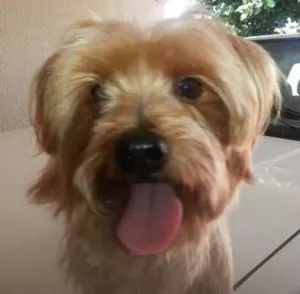 Cachorro raça yorkshire idade 6 ou mais anos nome Lex