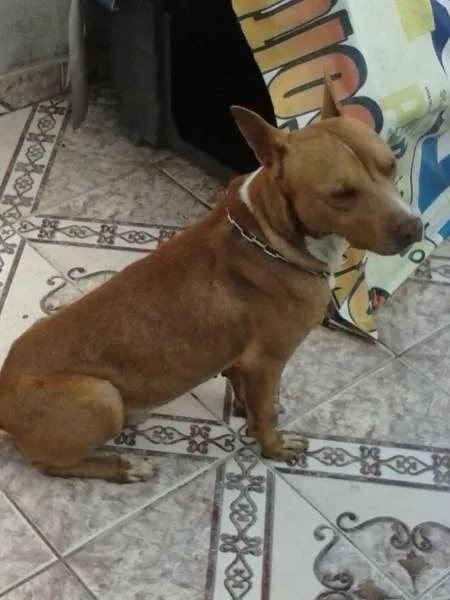 Cachorro ra a Pit-Bull idade 5 anos nome DUCK