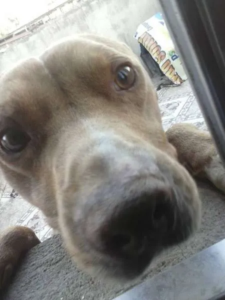 Cachorro ra a Pit-Bull idade 5 anos nome DUCK