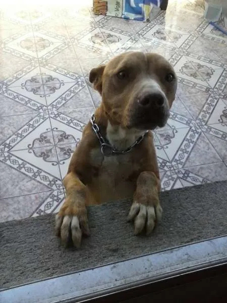 Cachorro ra a Pit-Bull idade 5 anos nome DUCK