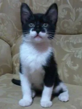 Gato ra a SRD idade 2 a 6 meses nome Maylon
