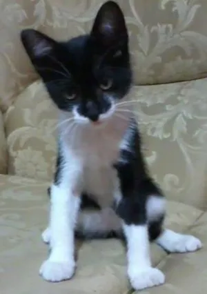 Gato raça SRD idade 2 a 6 meses nome Maylon