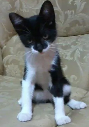 Gato ra a SRD idade 2 a 6 meses nome Maylon