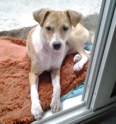 Cachorro ra a SRD idade 7 a 11 meses nome Anita