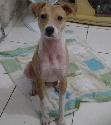 Cachorro ra a SRD idade 7 a 11 meses nome Anita