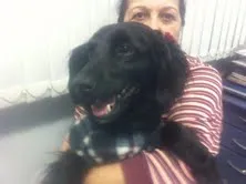 Cachorro raça SRD idade  nome ENCONTRADA ZONA SUL SP