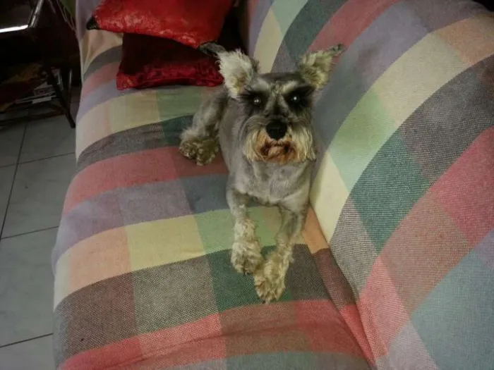 Cachorro ra a Schnauzer idade 5 anos nome MAIA GRATIFICA