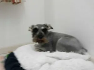 Cachorro raça Schnauzer idade 5 anos nome MAIA GRATIFICA