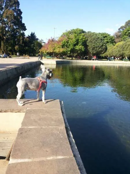 Cachorro ra a Schnauzer idade 5 anos nome Maia GRATIFICA