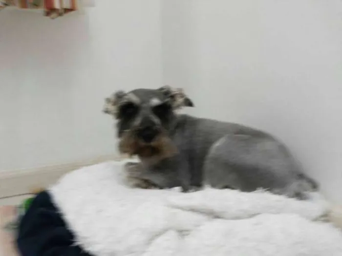 Cachorro ra a Schnauzer idade 5 anos nome Maia GRATIFICA