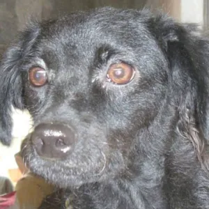 Cachorro raça Mix Poodle idade 4 anos nome Ameixa