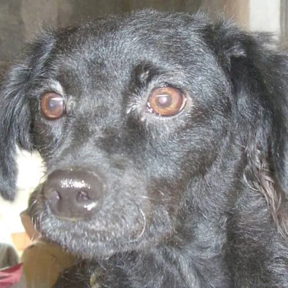 Cachorro ra a Mix Poodle idade 4 anos nome Ameixa