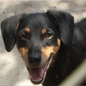 Cachorro raça SRD idade 6 ou mais anos nome Bebê