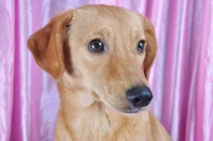 Cachorro raça SRD idade 4 anos nome Cocada