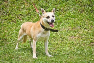 Cachorro raça SRD idade 4 anos nome Lassiê