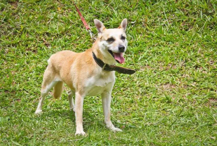 Cachorro ra a SRD idade 4 anos nome Lassiê