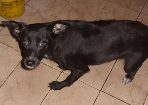 Cachorro raça SRD idade 4 anos nome Luz