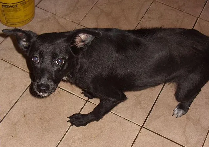 Cachorro ra a SRD idade 4 anos nome Luz