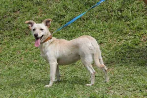 Cachorro raça SRD idade 3 anos nome Tina