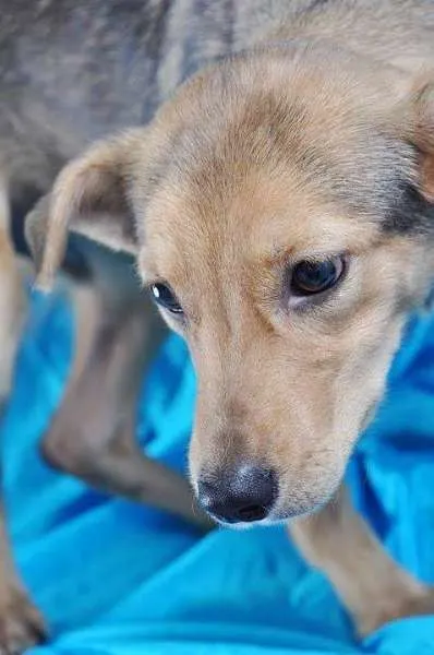 Cachorro ra a SRD idade 4 anos nome Cajú