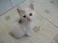 PITANGA