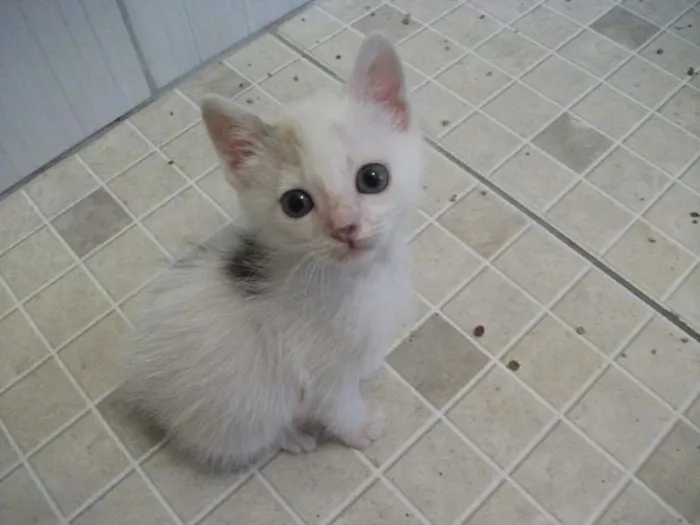 Gato ra a SRD idade 2 a 6 meses nome PITANGA
