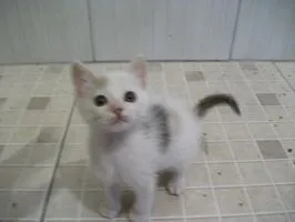 Gato ra a SRD idade 2 a 6 meses nome PITANGA