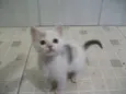 PITANGA